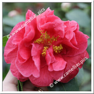Camellia Reticulata 'Wanduocha'