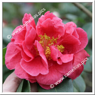 Camellia Reticulata 'Wanduocha'