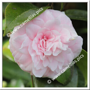 Camellia Japonica 'Willie Smith'