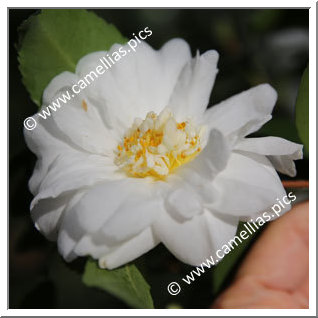 Camellia Hybride 'Winter's Snowman '
