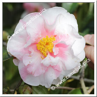 Camellia Reticulata 'Winter's Own Variegated'