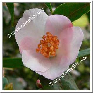 Camellia Hybride 'Winton'