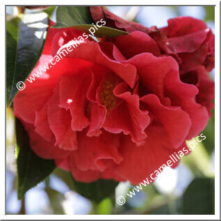 Camellia Reticulata 'Woodford Harrison'