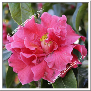 Camellia Reticulata 'Woodford Harrison'