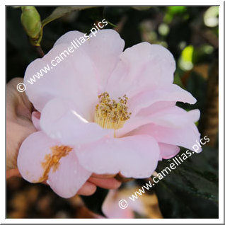 Camellia Hybrid 'Xeremia '