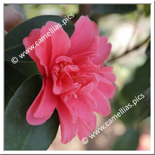Camellia Hybrid 'Xiameng Hualin'