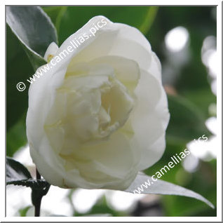 Camellia Japonica 'Yasuyuki'