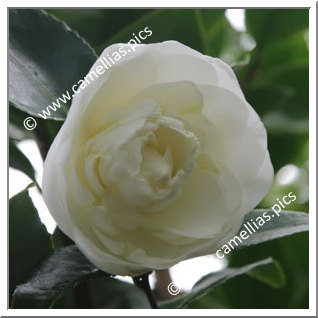 Camellia Japonica 'Yasuyuki'