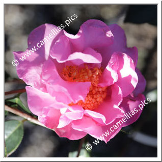 Camellia Reticulata 'Yinfen Mudan'
