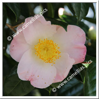 Camellias.pics