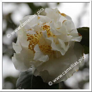 Camellia Japonica 'Yukibotan'