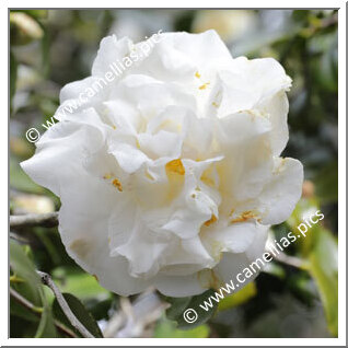 Camellia Japonica 'Yukibotan'