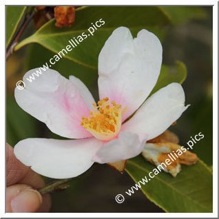 Camellia Hybride 'Yume-komachi'