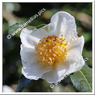 Camellia Species C. yunnanensis