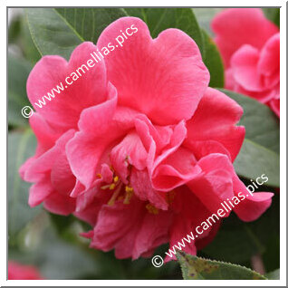 Camellia Reticulata 'Ziyan'