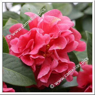 Camellia Reticulata 'Ziyan'