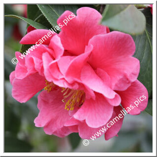 Camellia Reticulata 'Ziyan'