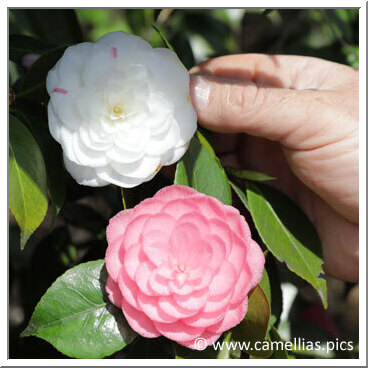'Somma Campagna'</a> which can have two colors, pink and white.<a>