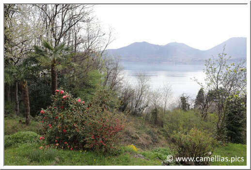 Les premiers camellias, avec toujours la vue magnifique sur le Lac Majeur.