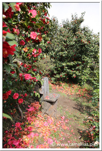 We climb, from terrrace to terrace, to admire the camellias. In this page, I only selected Italian cultivars.
