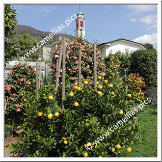 Camellia and citrus garden overlooking Lake Maggiore, in Cannero Riviera (VB) - Italy
