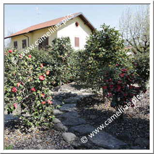 Private Garden - Higo garden in Italy