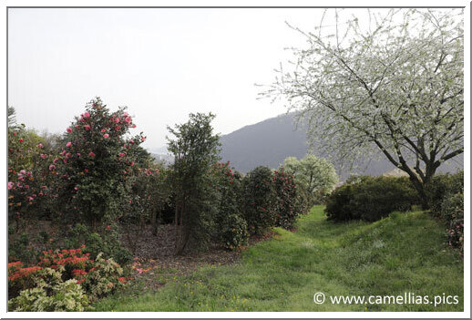 We also visited the garden in the fall, at the time of the flowering of the Sasanqua. In Lake Maggiore, their growth is impressive. The climate allows to enjoy their delicious perfume.
