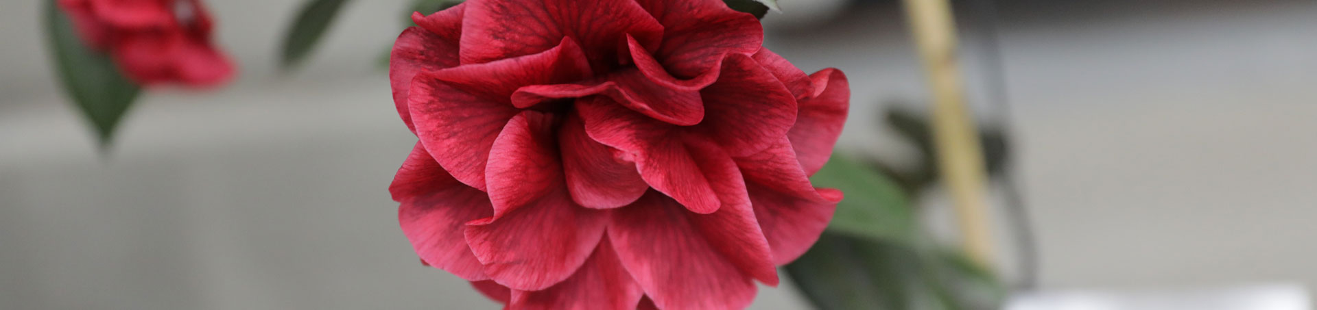 © camellias.pics