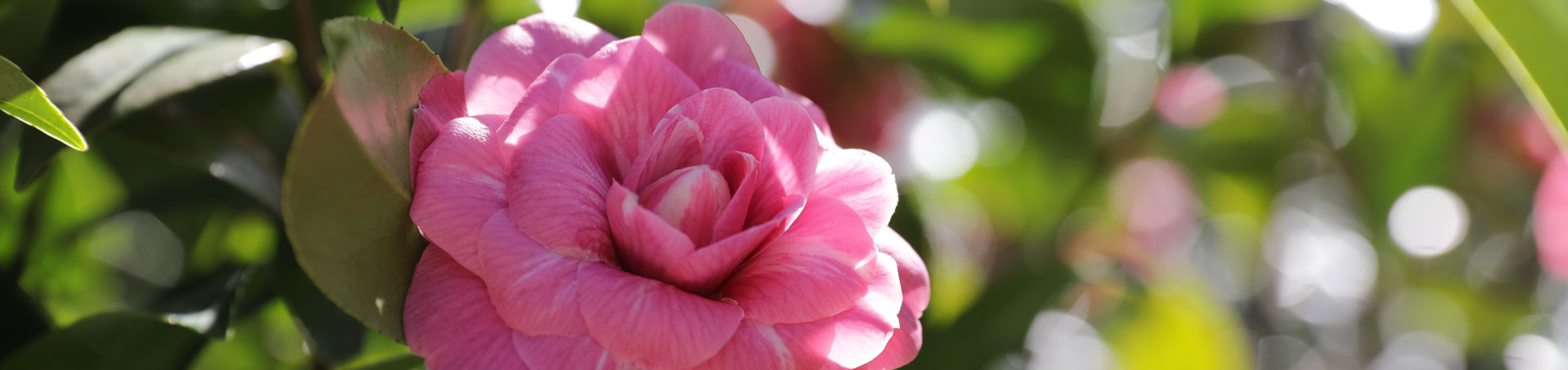 © camellias.pics