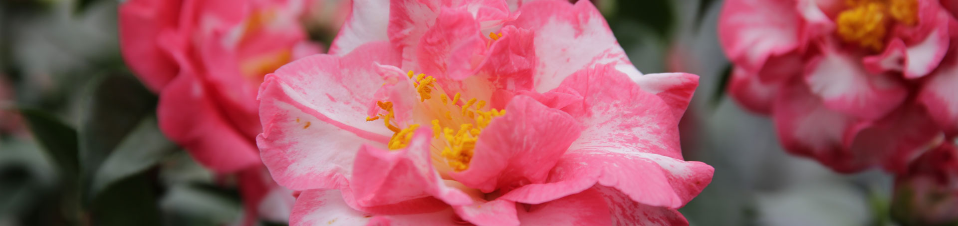© camellias.pics
