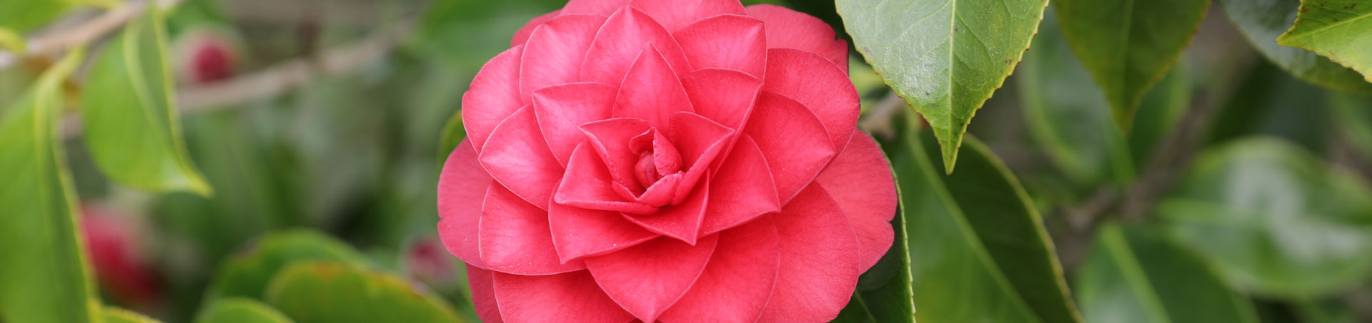 © camellias.pics