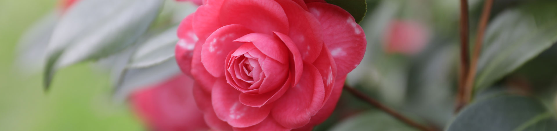 © camellias.pics