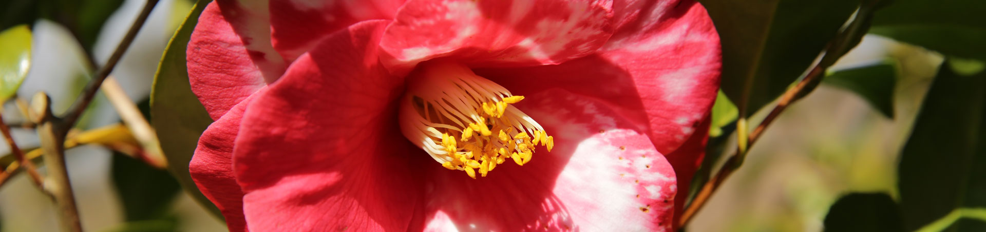 © camellias.pics