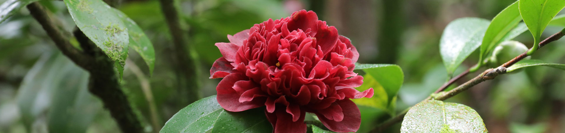 © camellias.pics