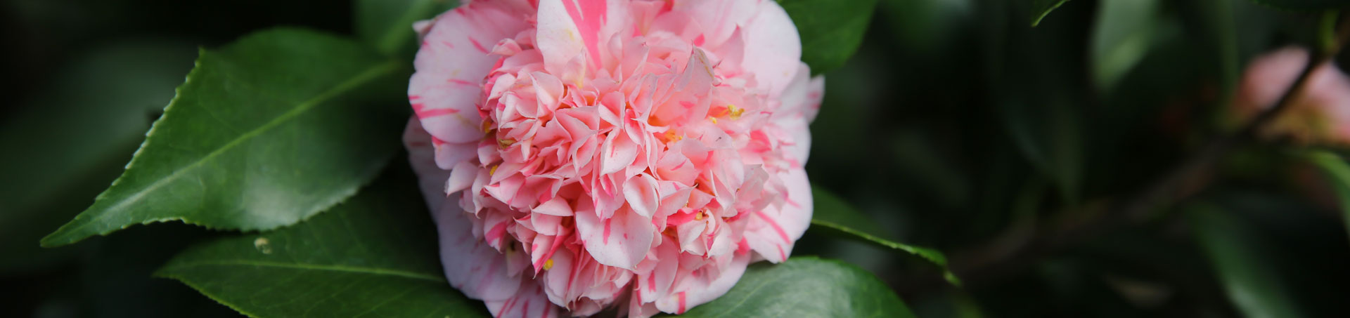 © camellias.pics