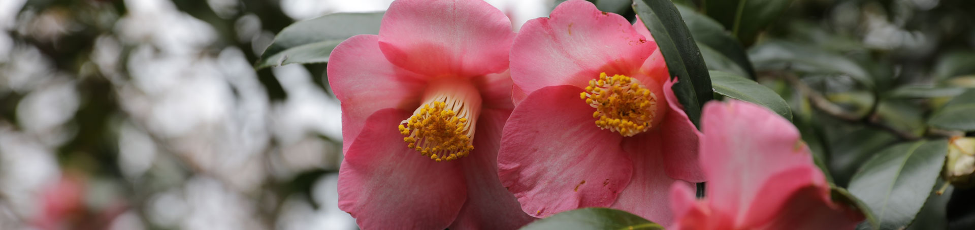 © camellias.pics