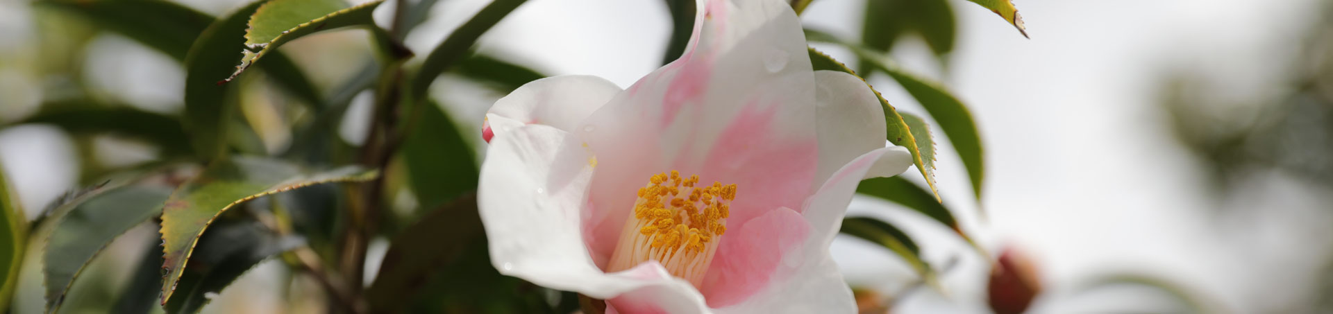 © camellias.pics