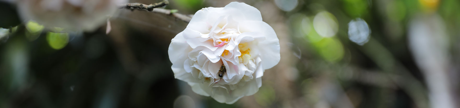 © camellias.pics