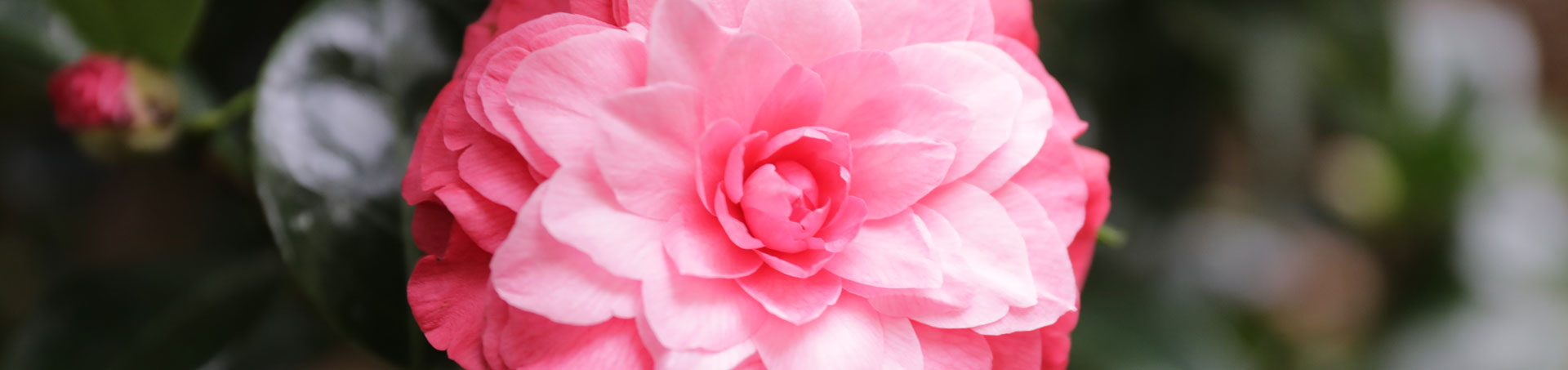 © camellias.pics