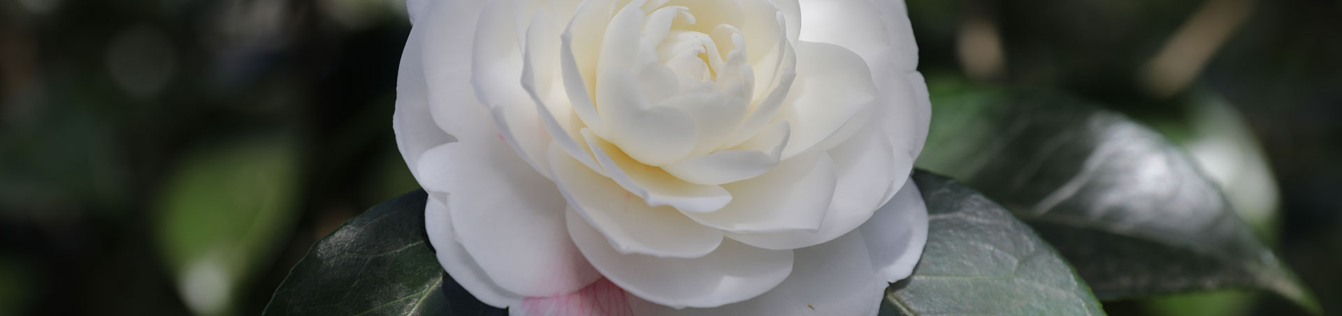 © camellias.pics