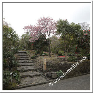 Tusbaki-hana Garden (Izu-Ôshima)