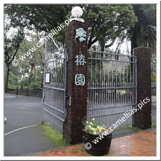 Camellia Garden of Tokyo Metropolitan Ôshima Park (Izu-Ôshima)