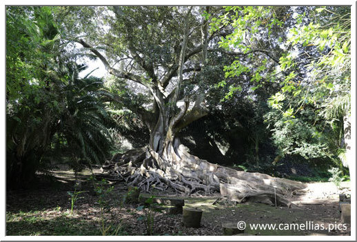 A Ficus Macrophylla, remarkable for its size.